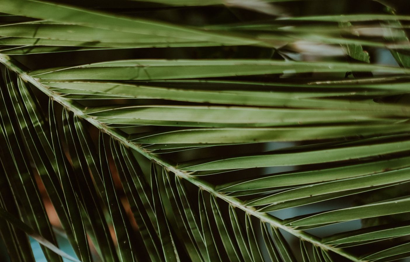 Palm fronds in Bocas del Toro