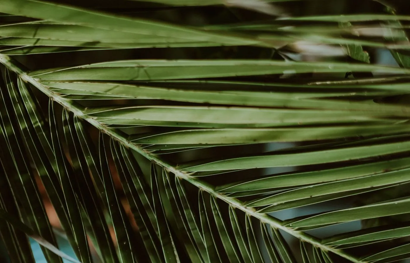 Palm fronds in Bocas del Toro