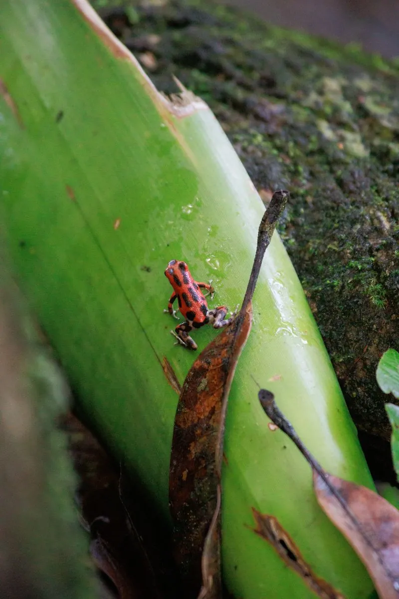 A frame from Bocas del Toro