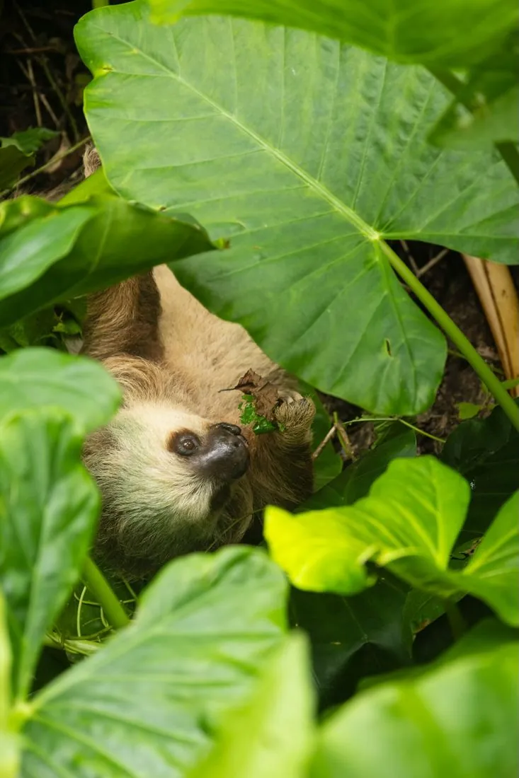 Fauna y experiencias